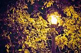 Autumn Streetlight_17253